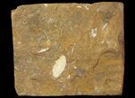 Unidentified Fossil Seed From North Dakota - Paleocene #65836-1